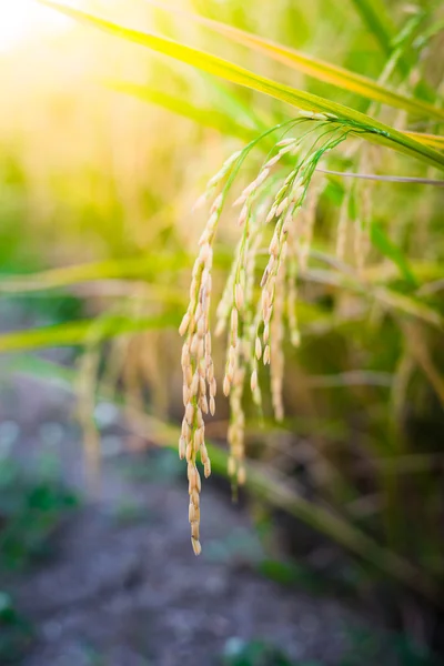 Closeup Paddy rice — Stock Photo, Image