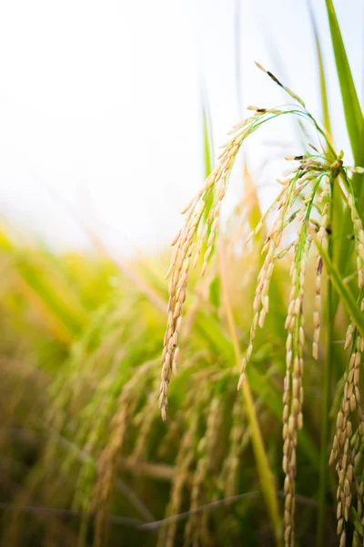 Closeup Paddy rice — Stock Photo, Image