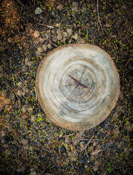 Blick von oben auf Baumstumpf — Stockfoto