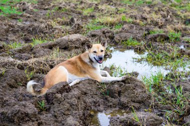 Köpek, çömelme alanında