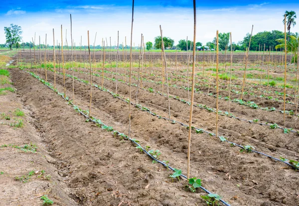 Campo di cetrioli in crescita con sistema di irrigazione a goccia . — Foto Stock