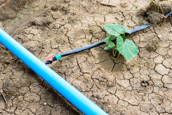 Champ de concombre croissant avec système d'irrigation goutte à goutte . — Photo