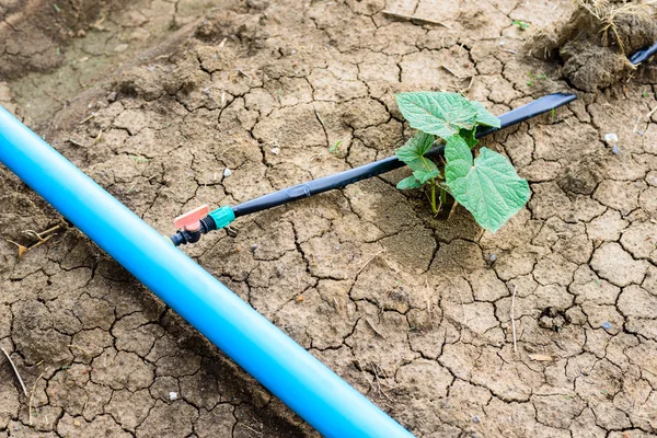 Gurka fältet växer med droppbevattning system. — Stockfoto