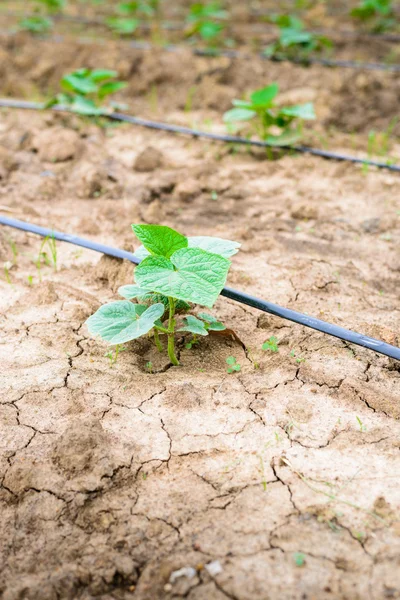 Campo di cetrioli in crescita con sistema di irrigazione a goccia . — Foto Stock