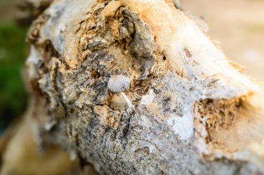 Küme büyüyen küçük mantar 