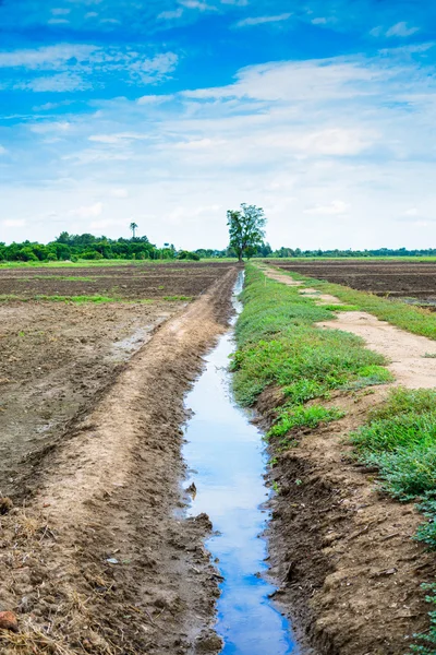 Bevattning kanalen i en rural tropiska risfält. — Stockfoto