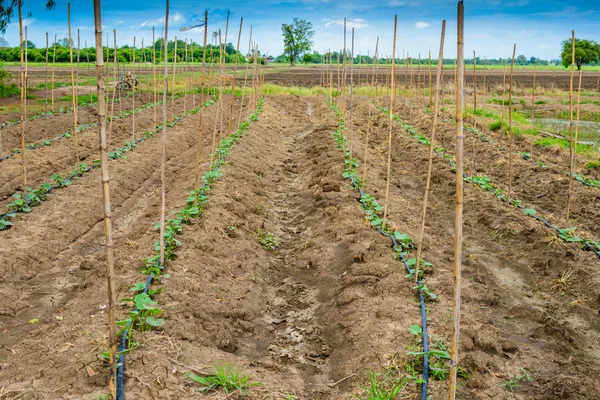 Campo di cetrioli in crescita con sistema di irrigazione a goccia . — Foto Stock