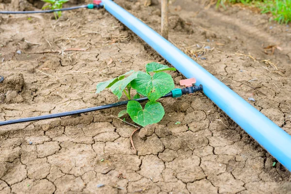 Campo de pepino crescendo com sistema de irrigação por gotejamento . — Fotografia de Stock