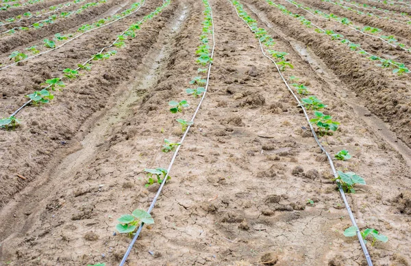 Campo de pepino crescendo com sistema de irrigação por gotejamento . — Fotografia de Stock