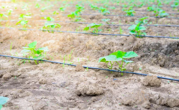 Komkommer veld groeien met drip irrigatiesysteem. — Stockfoto