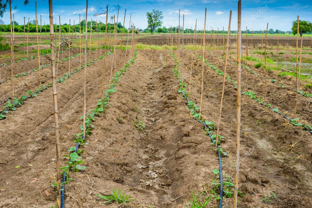 Cucumber field growing with drip irrigation system. Stock Photo by