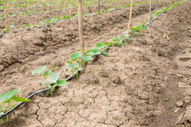 Salatalık alan damla sulama sistemi ile büyüyen.