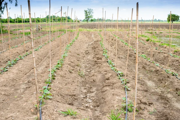 Campo de pepino crescendo com sistema de irrigação por gotejamento . — Fotografia de Stock
