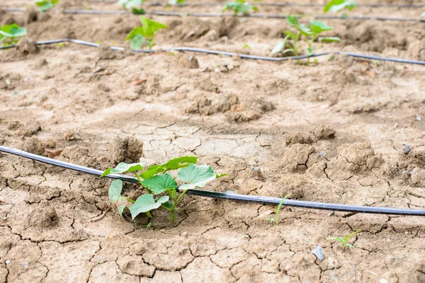 Cucumber field growing with drip irrigation system. — Stock Photo, Image