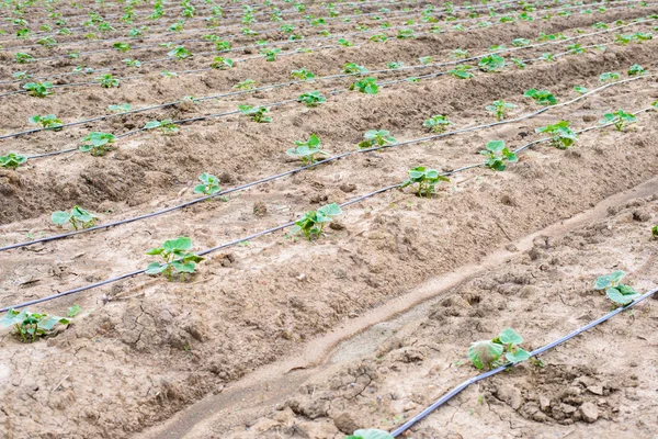 Campo de pepino crescendo com sistema de irrigação por gotejamento . — Fotografia de Stock