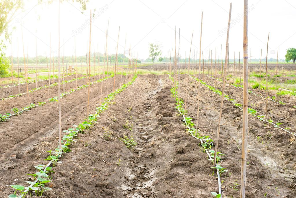 cucumber field growing with drip irrigation system.