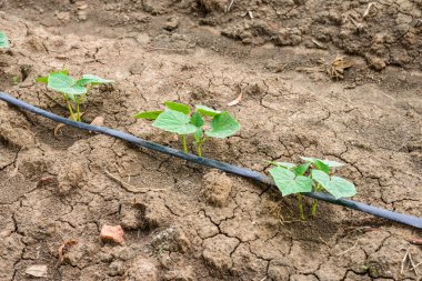 Salatalık alan damla sulama sistemi ile büyüyen.