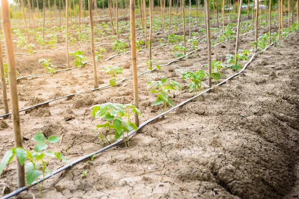 Komkommer veld groeien met drip irrigatiesysteem. — Stockfoto