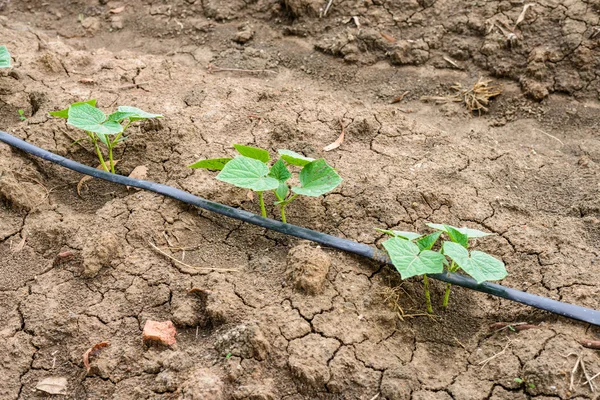 Salatalık alan damla sulama sistemi ile büyüyen.