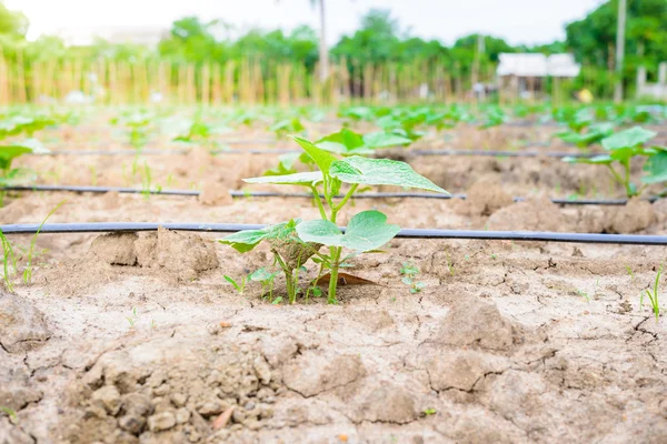 Komkommer veld groeien met drip irrigatiesysteem. — Stockfoto