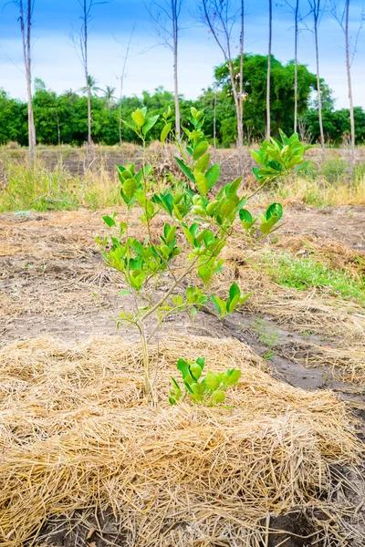 Lime tree planting — Stock Photo, Image