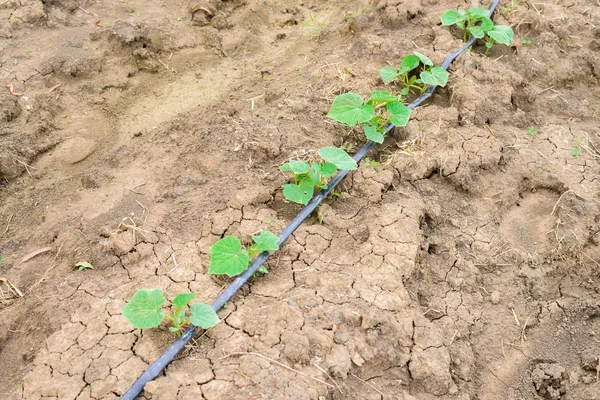 Champ de concombre croissant avec système d'irrigation goutte à goutte . — Photo