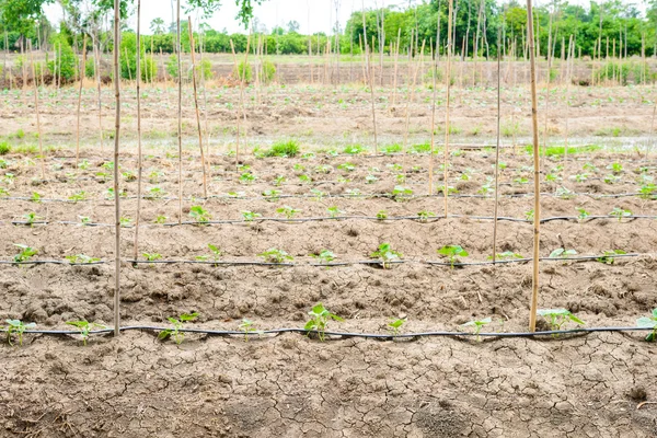 Campo di cetrioli in crescita con sistema di irrigazione a goccia . — Foto Stock