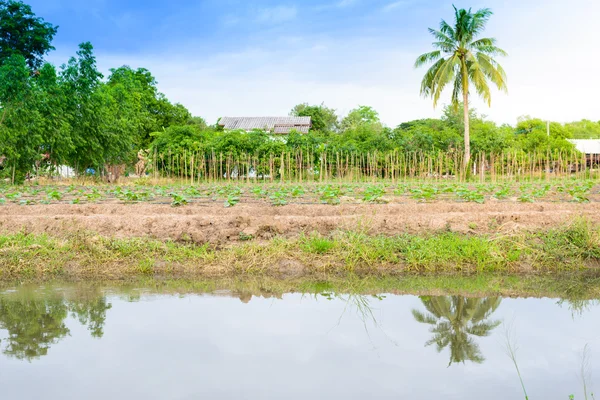 Campo de pepino creciendo con sistema de riego por goteo . — Foto de Stock