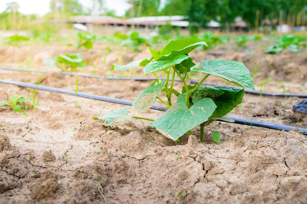 Komkommer veld groeien met drip irrigatiesysteem. — Stockfoto