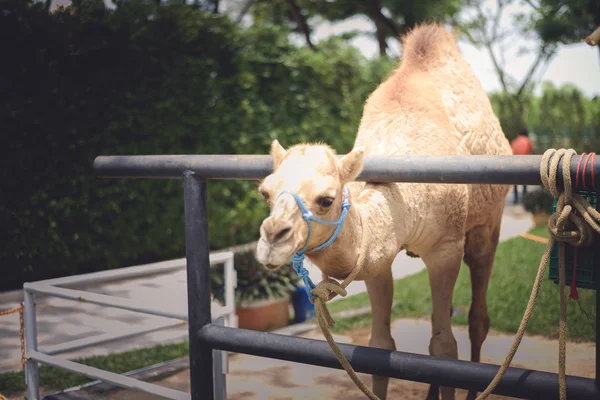 Cara sonriente de Camel — Foto de Stock