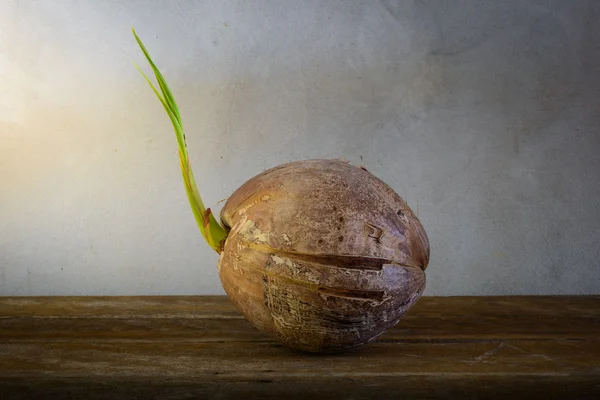Sprout of coconut tree — Stock Photo, Image
