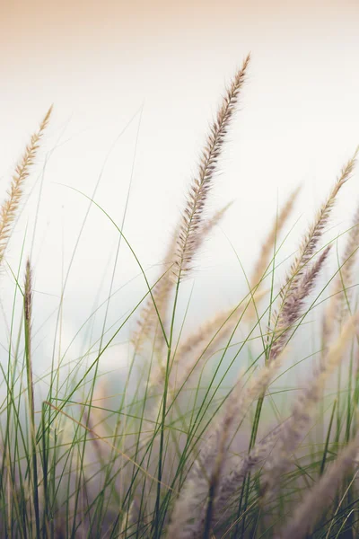 Grass flower in morning mist — Stock Photo, Image