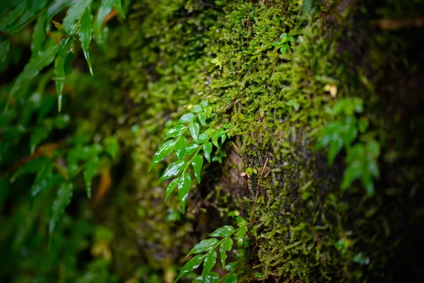 Mos in rainforest — Stock Photo, Image