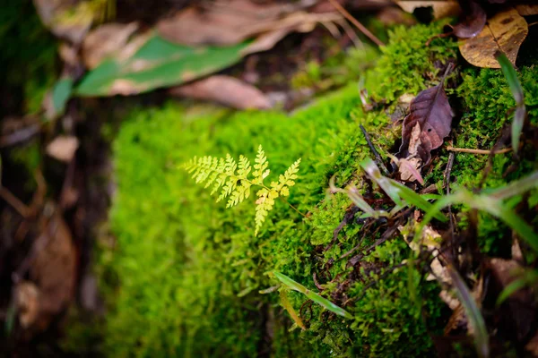 Moos im Regenwald — Stockfoto