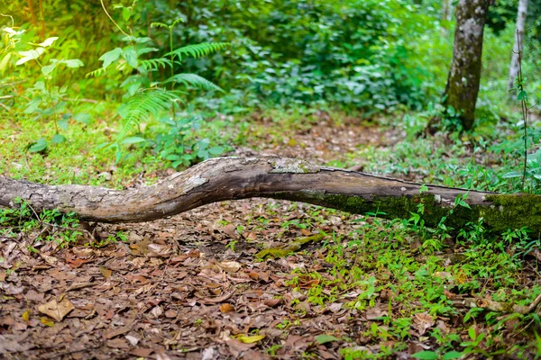 Holz im Wald — Stockfoto