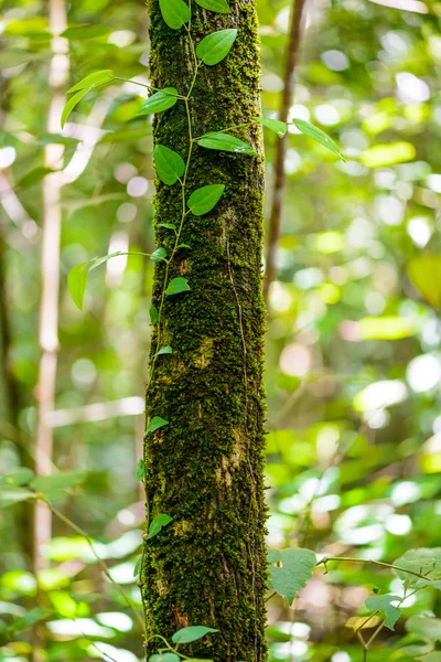 Mos vert sur l'arbre — Photo