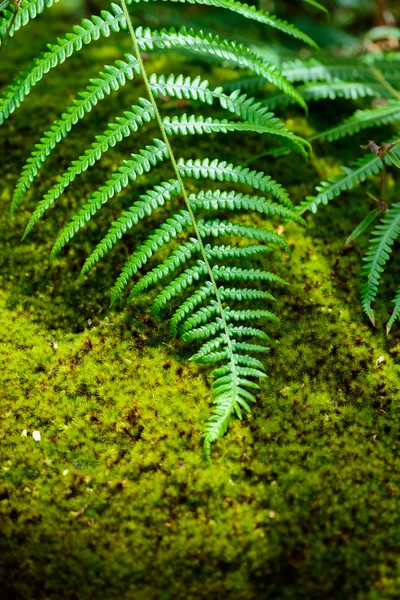 Farnblatt und Moos im Regenwald — Stockfoto