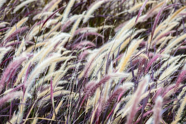 Flor de hierba en la niebla de la mañana — Foto de Stock