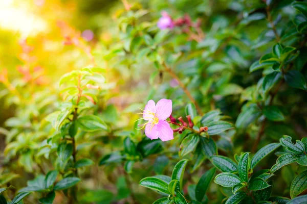 Liten blomma i Phu Hin Rong Kla nationalpark, Phitsanulok Pro — Stockfoto