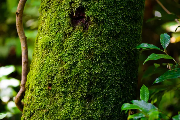 ツリーの緑モス — ストック写真
