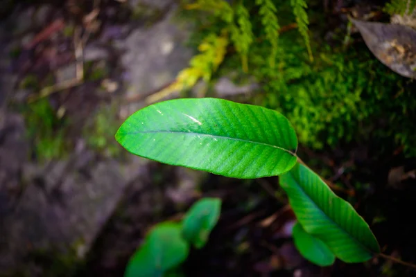 Mos em pedra — Fotografia de Stock