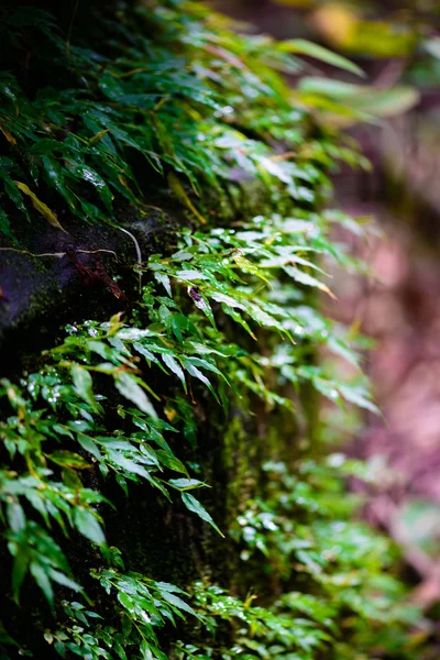 Moos im Regenwald — Stockfoto