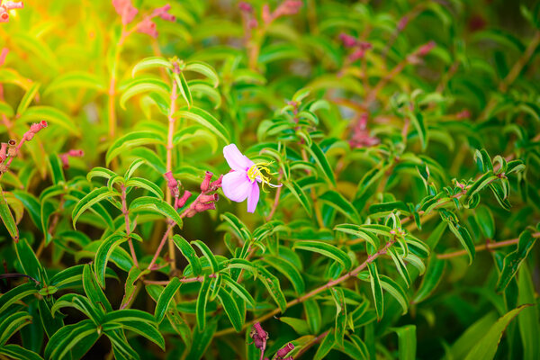 little flower in Phu Hin Rong Kla National Park, Phitsanulok Pro