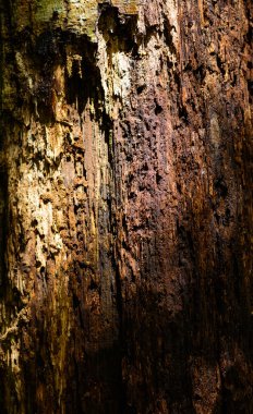 Çürümüş, yıpranmış eski kırık, ahşap baba kare