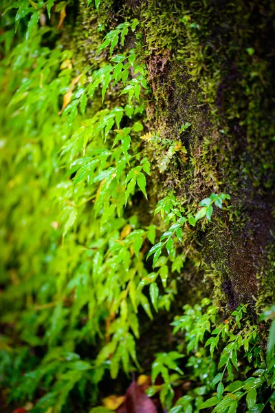 열대우림에 mos — 스톡 사진
