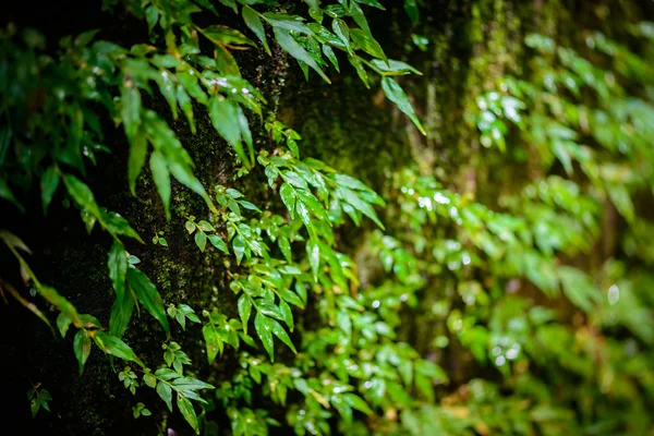在热带雨林中的 mos — 图库照片