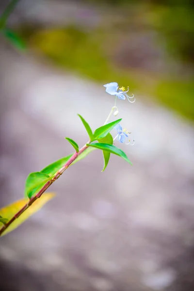 Mały kwiat w Phu Hin Rong Kla National Park, Phitsanulok Pro — Zdjęcie stockowe