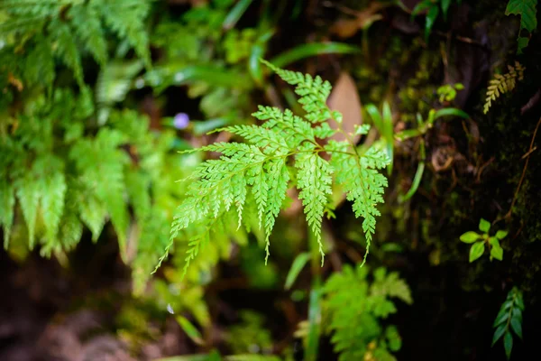 Kapradinový list v lese — Stock fotografie