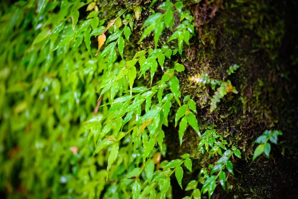 Mos in rainforest — Stock Photo, Image
