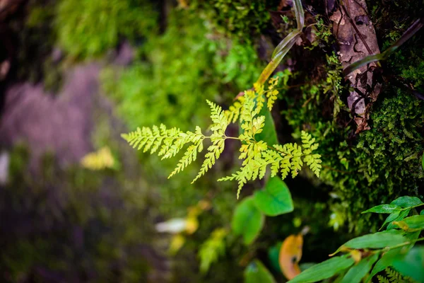 Mos em pedra — Fotografia de Stock